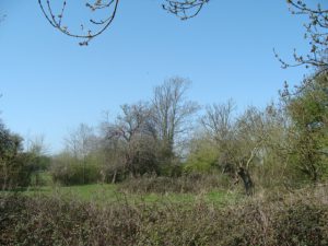 Photograph of an Orchard